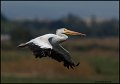 _0SB4895 american white pelican
